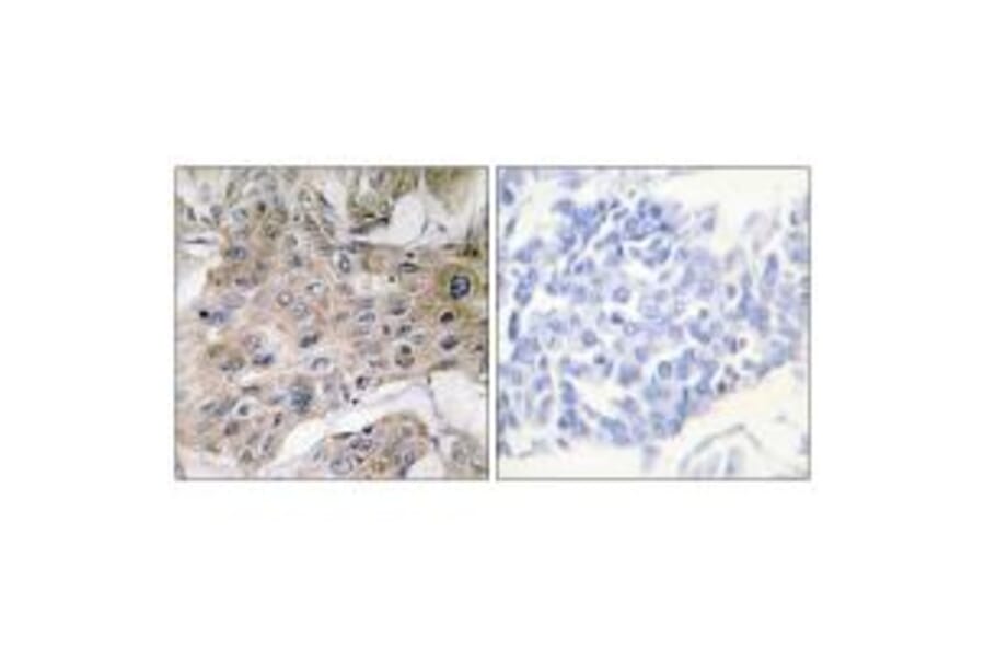 Immunohistochemistry - COX7S/A2 Antibody from Signalway Antibody (34226) - Antibodies.com