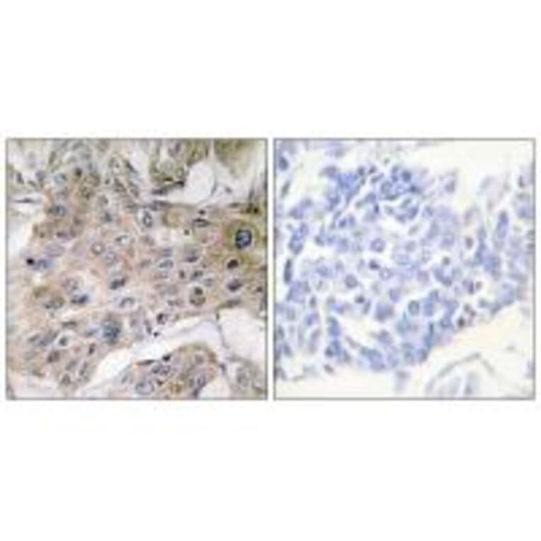 Immunohistochemistry - COX7S/A2 Antibody from Signalway Antibody (34226) - Antibodies.com