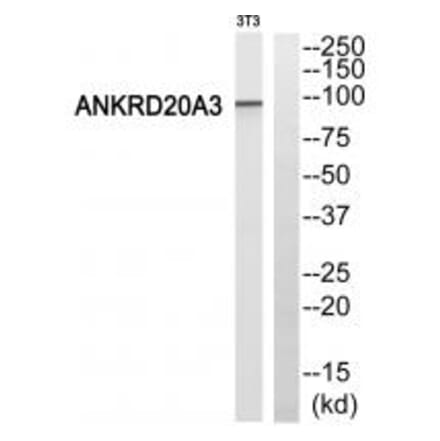 Western blot - ANKRD20A3 Antibody from Signalway Antibody (34423) - Antibodies.com