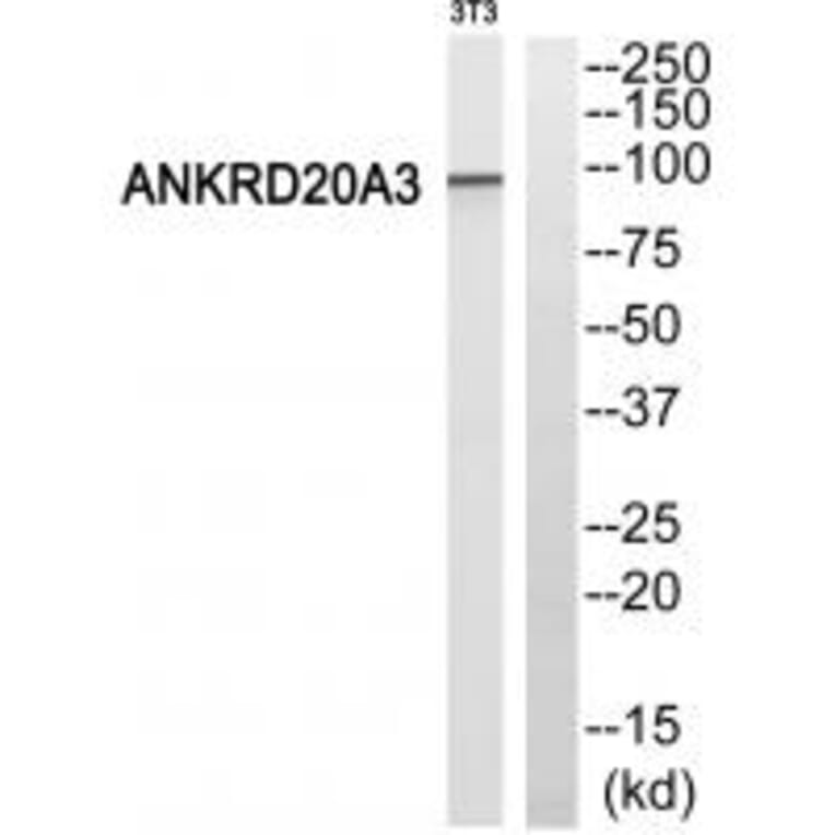 Western blot - ANKRD20A3 Antibody from Signalway Antibody (34423) - Antibodies.com