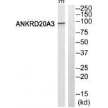 Western blot - ANKRD20A3 Antibody from Signalway Antibody (34423) - Antibodies.com