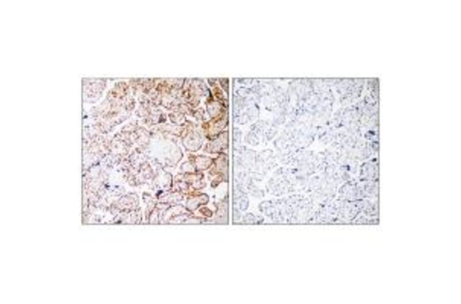 Immunohistochemistry - CCDC102B Antibody from Signalway Antibody (34605) - Antibodies.com