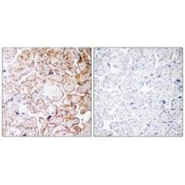 Immunohistochemistry - CCDC102B Antibody from Signalway Antibody (34605) - Antibodies.com