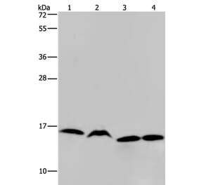 HIST1H2AH Antibody from Signalway Antibody (36518) - Antibodies.com