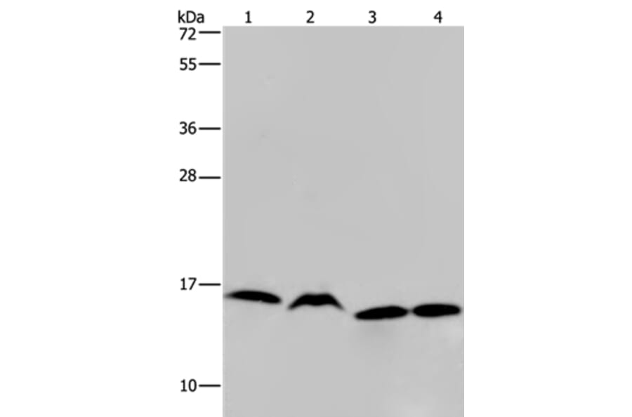 HIST1H2AH Antibody from Signalway Antibody (36518) - Antibodies.com