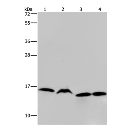 HIST1H2AH Antibody from Signalway Antibody (36518) - Antibodies.com