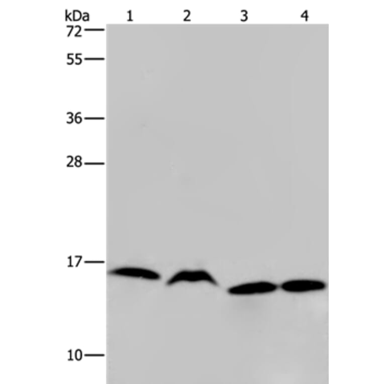 HIST1H2AH Antibody from Signalway Antibody (36518) - Antibodies.com