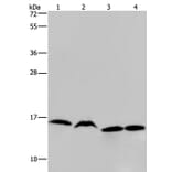 HIST1H2AH Antibody from Signalway Antibody (36518) - Antibodies.com