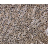Immunohistochemistry - HIST1H2AH Antibody from Signalway Antibody (36518) - Antibodies.com