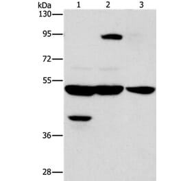 STK3/STK4 Antibody from Signalway Antibody (37462) - Antibodies.com