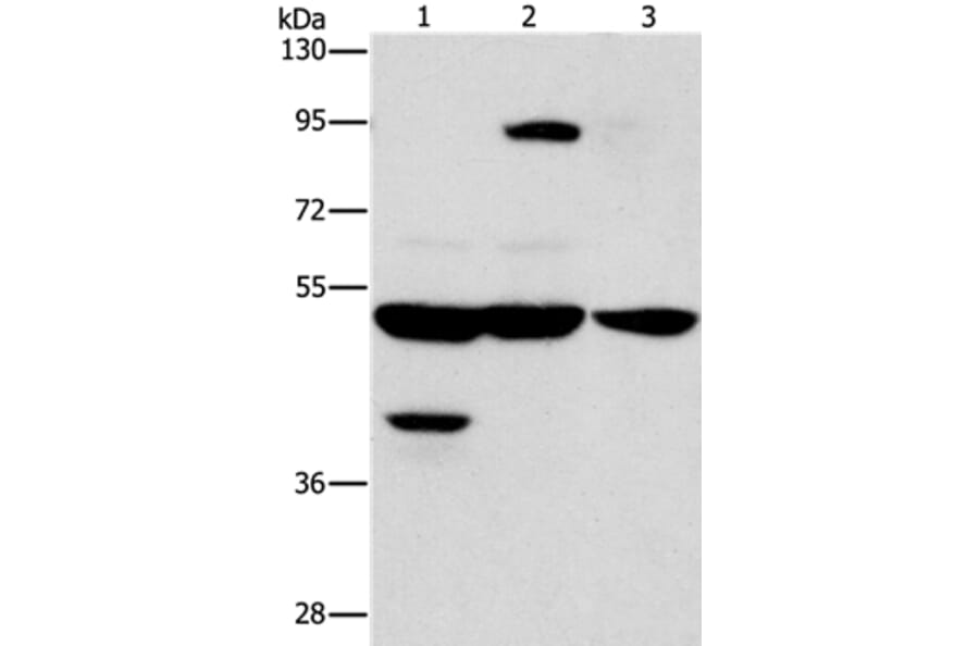 STK3/STK4 Antibody from Signalway Antibody (37462) - Antibodies.com