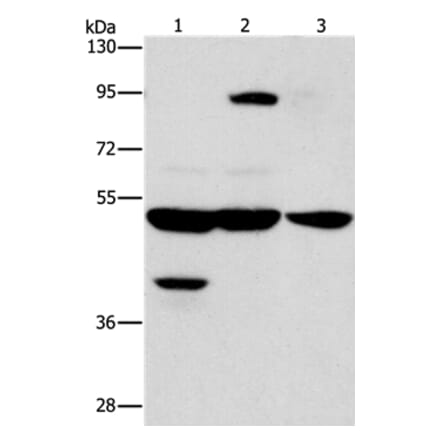 STK3/STK4 Antibody from Signalway Antibody (37462) - Antibodies.com