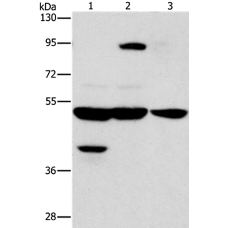 STK3/STK4 Antibody from Signalway Antibody (37462) - Antibodies.com
