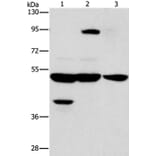 STK3/STK4 Antibody from Signalway Antibody (37462) - Antibodies.com