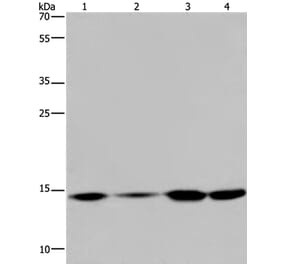 HIST1H2AB Antibody from Signalway Antibody (37620) - Antibodies.com