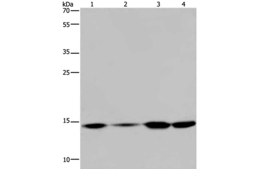 HIST1H2AB Antibody from Signalway Antibody (37620) - Antibodies.com