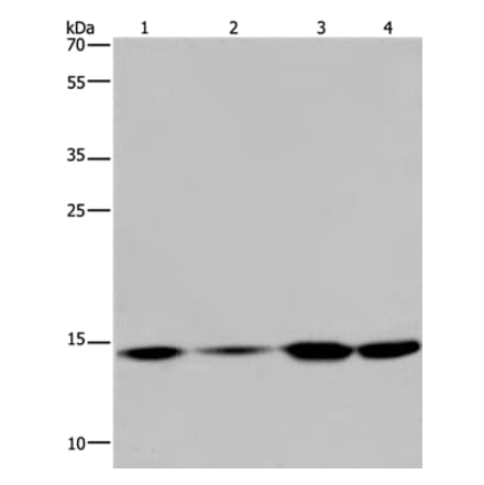 HIST1H2AB Antibody from Signalway Antibody (37620) - Antibodies.com
