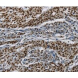 Immunohistochemistry - HIST1H2AB Antibody from Signalway Antibody (37620) - Antibodies.com