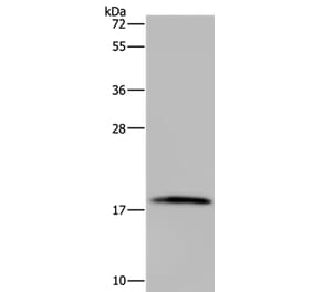 TNFRSF13C Antibody from Signalway Antibody (37764) - Antibodies.com