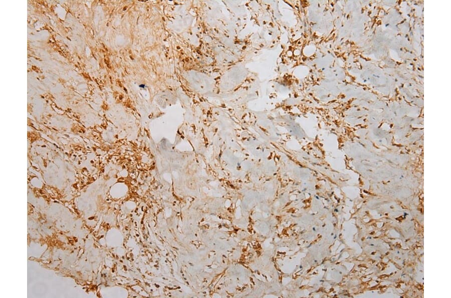 Immunohistochemistry - TMPRSS11F Antibody from Signalway Antibody (40254) - Antibodies.com