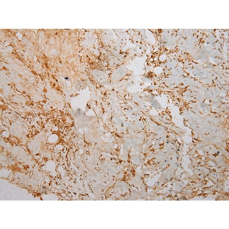 Immunohistochemistry - TMPRSS11F Antibody from Signalway Antibody (40254) - Antibodies.com