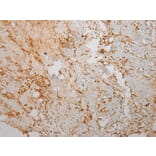 Immunohistochemistry - TMPRSS11F Antibody from Signalway Antibody (40254) - Antibodies.com