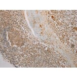 Immunohistochemistry - TMPRSS11F Antibody from Signalway Antibody (40254) - Antibodies.com