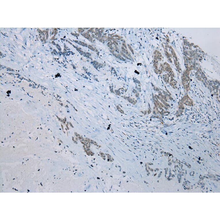 Immunohistochemistry - SERPINB11 Antibody from Signalway Antibody (40332) - Antibodies.com