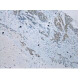 Immunohistochemistry - SERPINB11 Antibody from Signalway Antibody (40332) - Antibodies.com