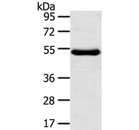 TMPRSS11D Antibody from Signalway Antibody (40346) - Antibodies.com