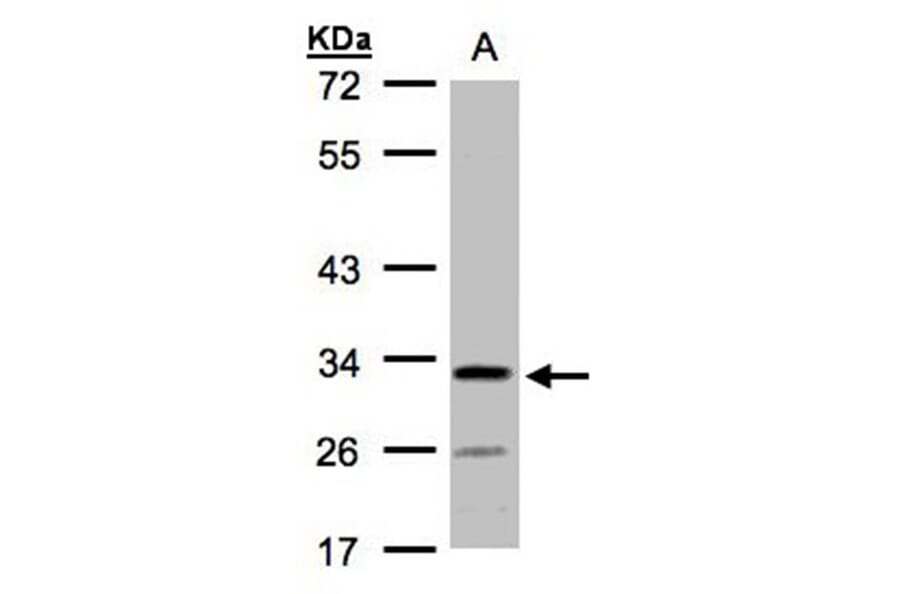 hypothetical protein LOC55286 antibody from Signalway Antibody (23140) - Antibodies.com