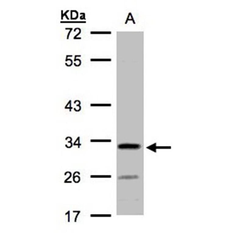 hypothetical protein LOC55286 antibody from Signalway Antibody (23140) - Antibodies.com