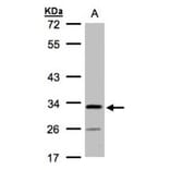 hypothetical protein LOC55286 antibody from Signalway Antibody (23140) - Antibodies.com