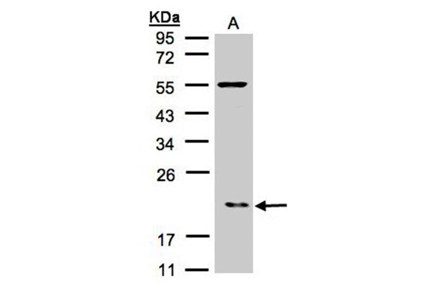 p21-ARC antibody from Signalway Antibody (22102) - Antibodies.com