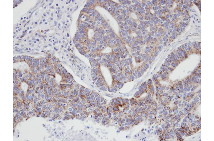 Immunohistochemistry - p21-ARC antibody from Signalway Antibody (22102) - Antibodies.com