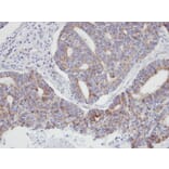 Immunohistochemistry - p21-ARC antibody from Signalway Antibody (22102) - Antibodies.com