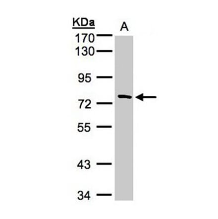 FLJ13946 antibody from Signalway Antibody (22118) - Antibodies.com