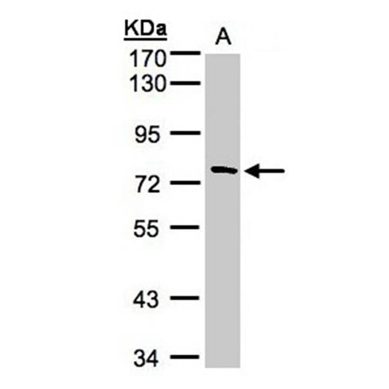 FLJ13946 antibody from Signalway Antibody (22118) - Antibodies.com