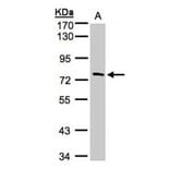 FLJ13946 antibody from Signalway Antibody (22118) - Antibodies.com
