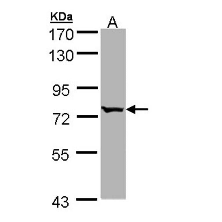 FLJ23560 antibody from Signalway Antibody (22176) - Antibodies.com