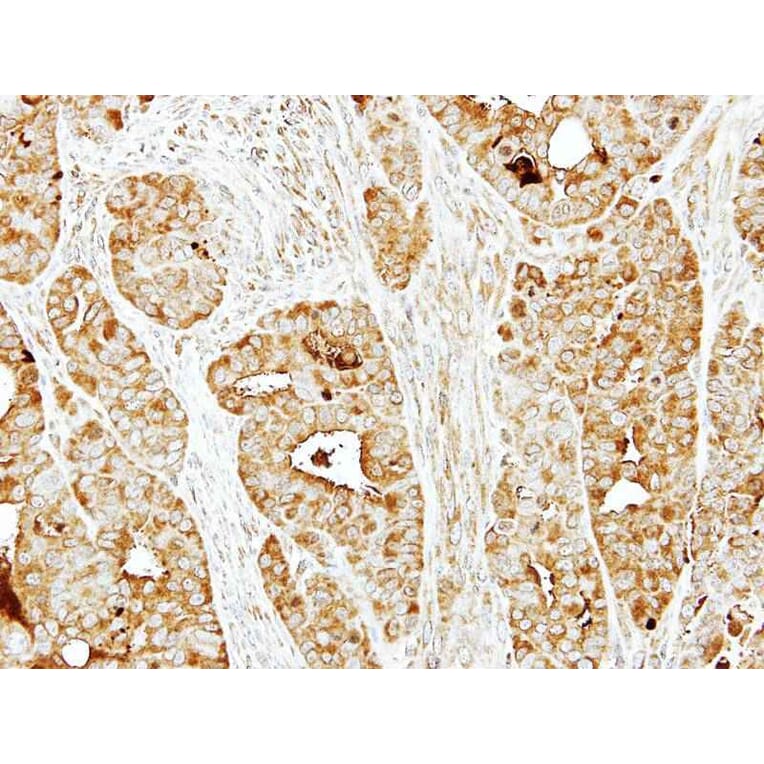 Immunohistochemistry - FLJ23560 antibody from Signalway Antibody (22176) - Antibodies.com