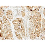 Immunohistochemistry - FLJ23560 antibody from Signalway Antibody (22176) - Antibodies.com