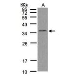 C17orf25 antibody from Signalway Antibody (22181) - Antibodies.com