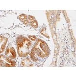 Immunohistochemistry - C17orf25 antibody from Signalway Antibody (22181) - Antibodies.com