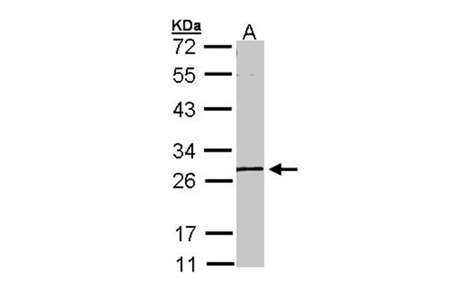 MGC40579 antibody from Signalway Antibody (22264) - Antibodies.com