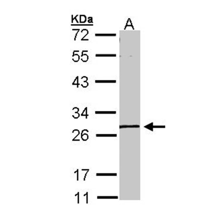 MGC40579 antibody from Signalway Antibody (22264) - Antibodies.com