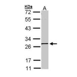 MGC40579 antibody from Signalway Antibody (22264) - Antibodies.com