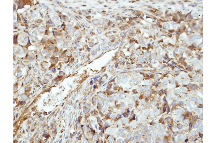 Immunohistochemistry - MGC40579 antibody from Signalway Antibody (22264) - Antibodies.com