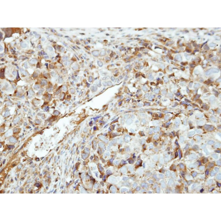Immunohistochemistry - MGC40579 antibody from Signalway Antibody (22264) - Antibodies.com