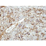 Immunohistochemistry - MGC40579 antibody from Signalway Antibody (22264) - Antibodies.com
